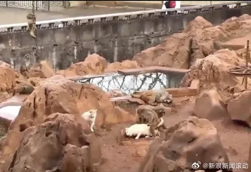 放猫抓鼠、猴群却虐猫还杀2猫 昆明动物园迫于压力移猫
