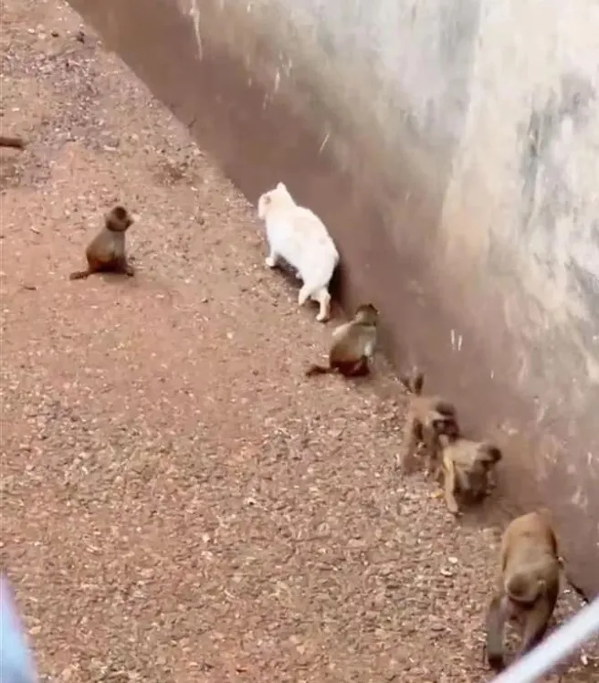 猴山裡的貓尾巴總是下垂，顯示貓咪十分害怕。翻攝央廣網