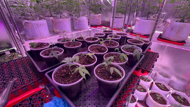 大麻秧苗。警方提供