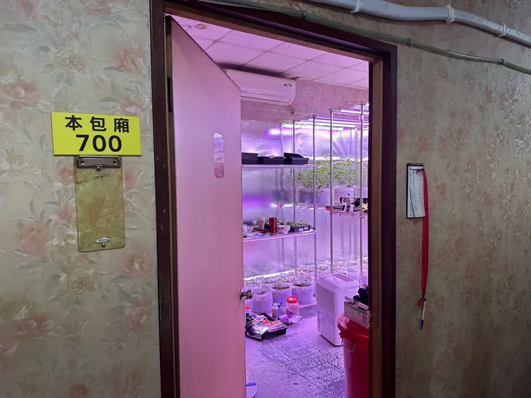 警方循線在小吃部包廂起出大麻株。警方提供