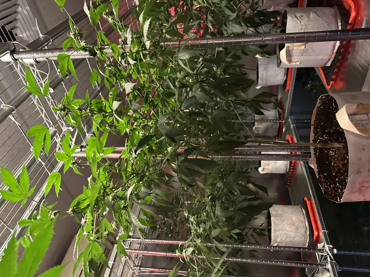 大麻植栽。警方提供