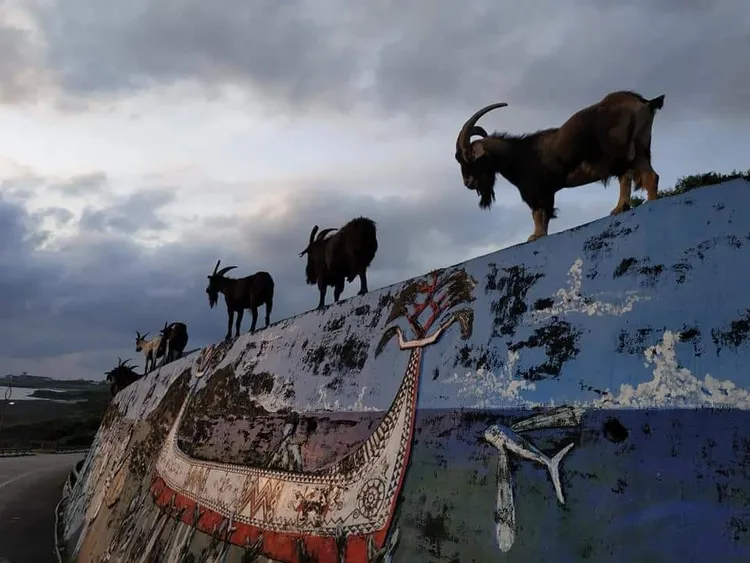 另有網友貼出「蘭嶼羊」排排站的景象。翻攝自路上觀察學院臉書