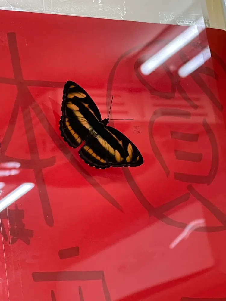 蝴蝶飛到彩券行遲遲不走，結果開出大獎。台彩提供