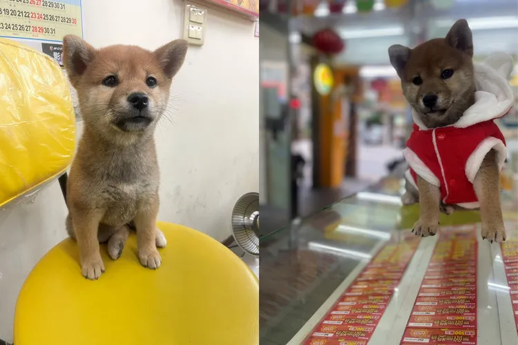 連「汪」9聲讓幸運兒中獎的當事柴犬。台彩提供