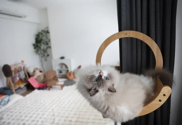 新加坡女子桑妮在國宅中違法養貓「月餅」已經3年。路透社