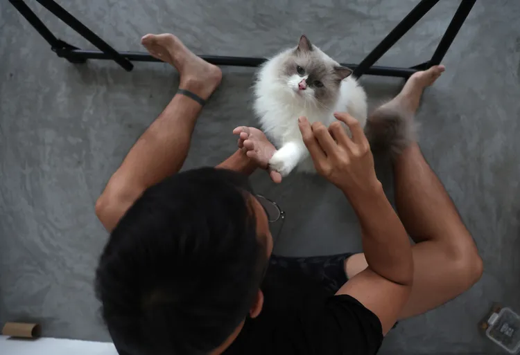 新加坡女子桑妮在國宅中違法養貓「月餅」已經3年。路透社