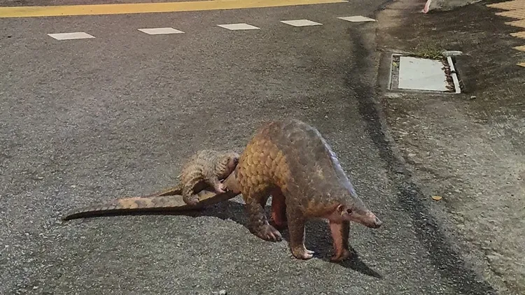 穿山甲寶寶坐在據信是其媽媽的長尾巴上並以四肢緊緊抱著，隨著過馬路，景象讓網友直呼超可愛。翻攝臉書Singapore Wildlife Sightings