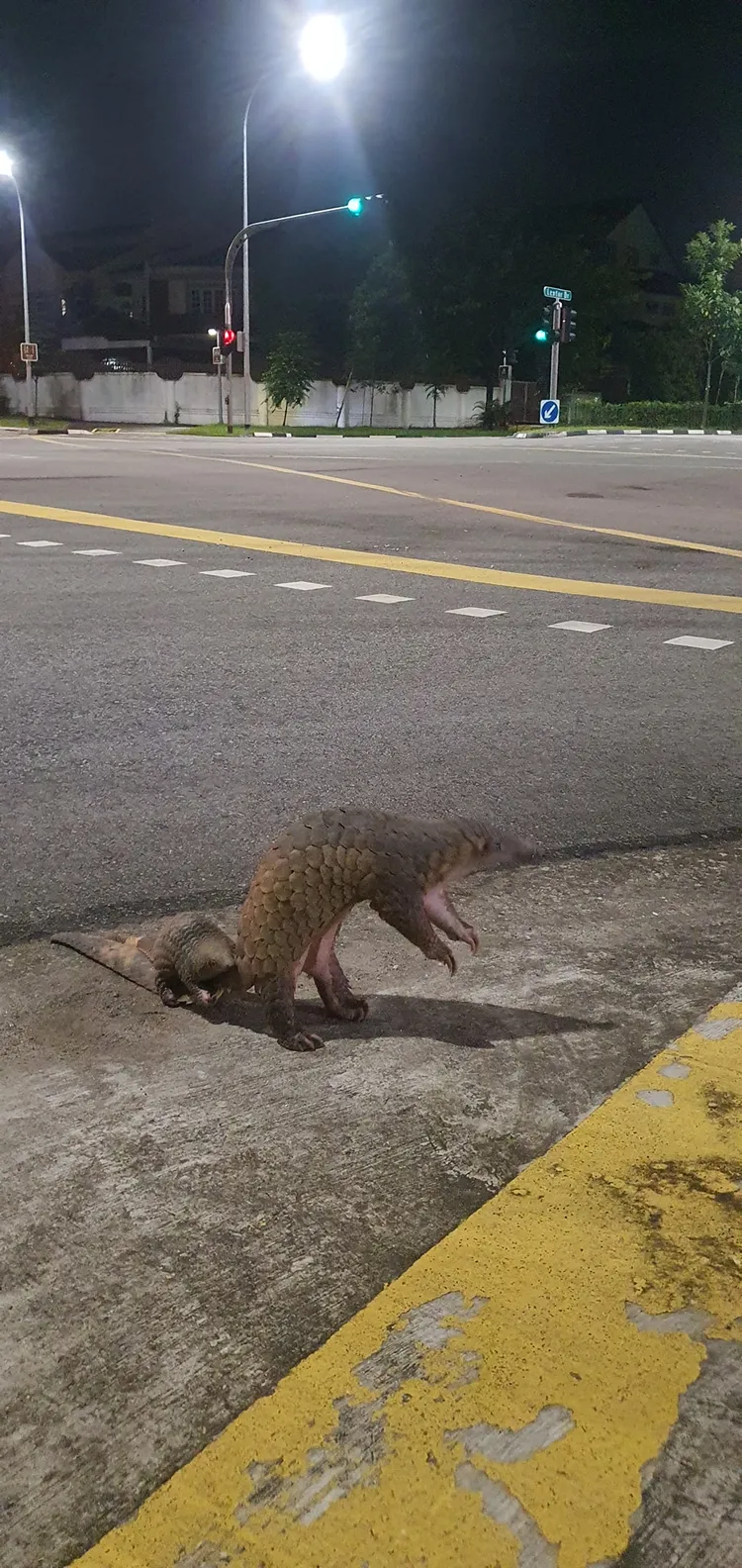 翻攝臉書Singapore Wildlife Sightings