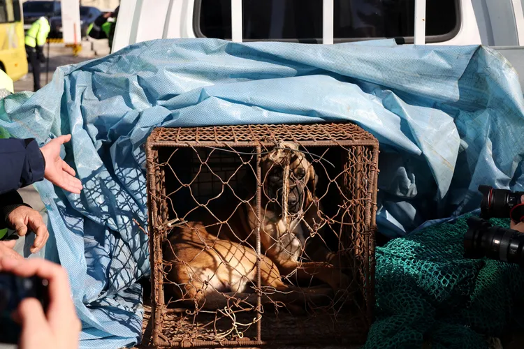 關在籠子裡的狗成為示威者的工具。路透社