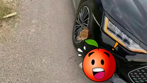 轎車前保桿鑽出一顆狗頭　網友惡趣味竟跟好市多有關！