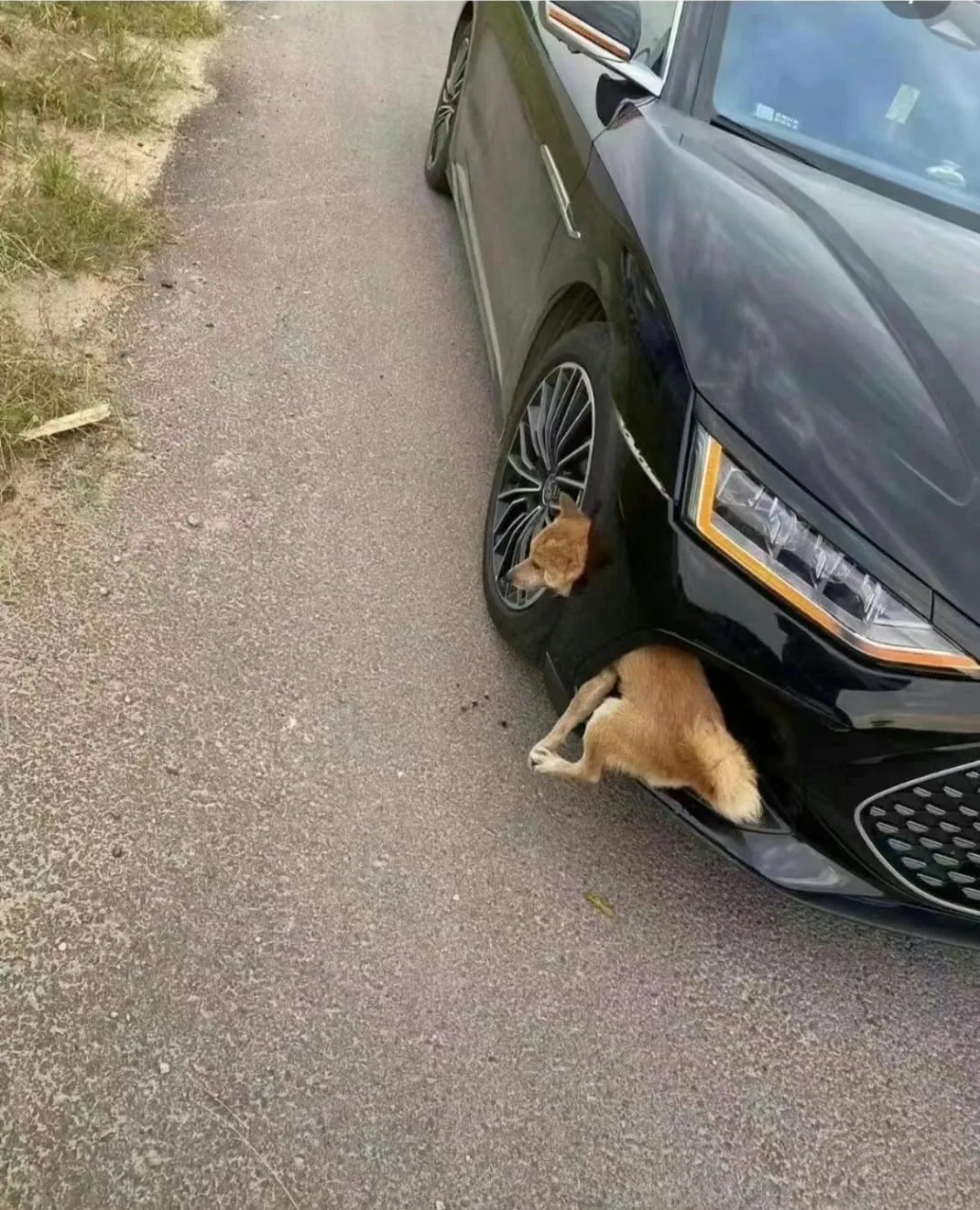 看起來像是柴犬的小黃狗,卡在黑色轎車前保桿內通風通道。翻攝自臉書「路上觀察學院」