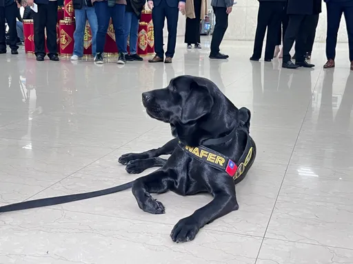國內首隻電子產品偵測犬亮相！美國這單位捐的　半年已偵破3起重大刑案