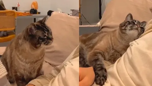 喵星人狠盯鏟屎官 下秒這動作讓他心都化了!