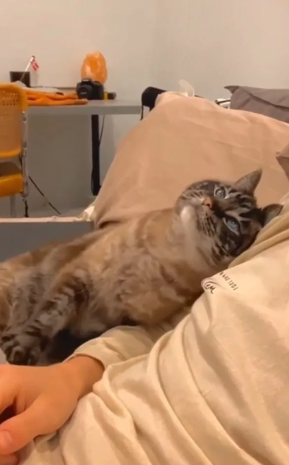 貓星人撒嬌賣萌。IG @the.worldofdogsandcats 提供