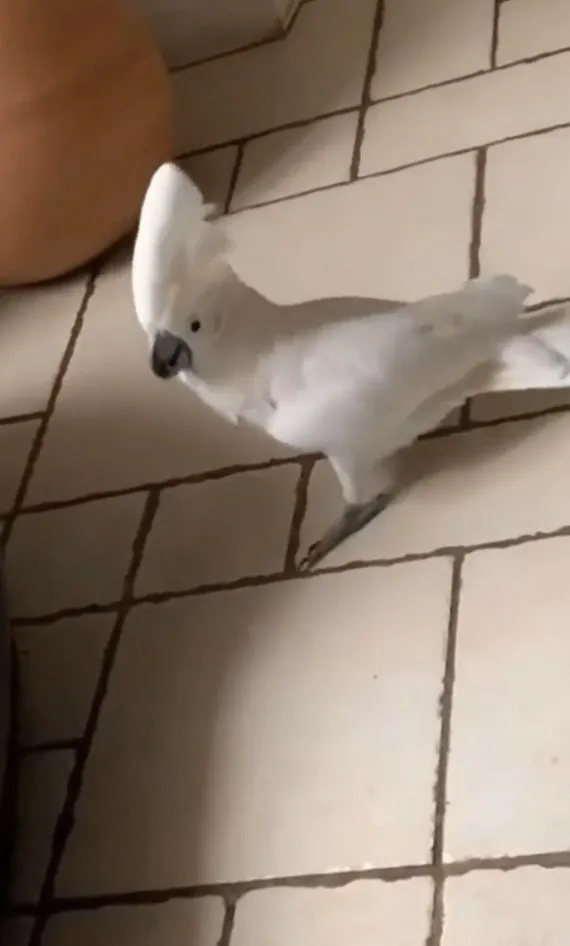 雨傘巴丹鸚鵡壽命約50年，喜愛啃咬東西。IG @cats_dog_earth 提供