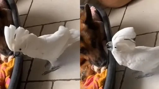 太傳神!雨傘巴丹鸚鵡汪汪叫 一旁大狼狗都聽傻了