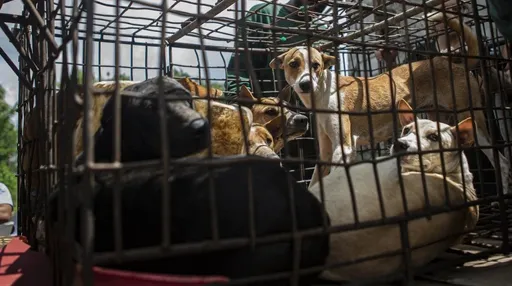 搶救狗狗大作戰!印尼警方攔截卡車 查獲逾200隻遭綑綁小狗