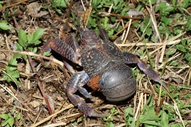 蘭嶼椰子蟹 (抱卵)。海洋保育署提供