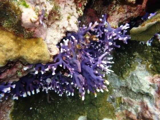 蘭嶼海洋無脊椎動物紫色雙孔螅。海洋保育署提供