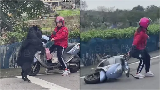 女騎士遭黑山羊KO!她尖叫聲中被擊倒 新北市三芝這一幕超離奇