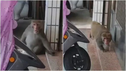 超派片！他笑獼猴「好肥」　下秒被狂追猛道歉喊「超營養雞排」