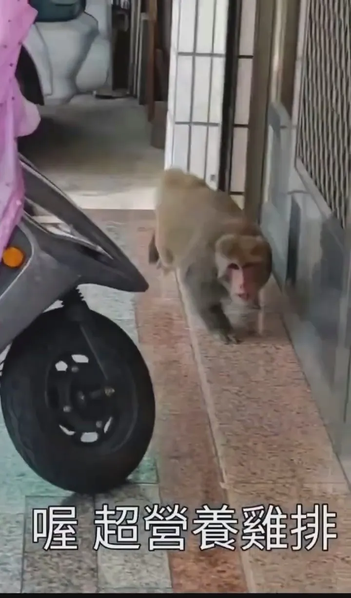 男子被猴子猛追，逃離時忍不住飆髒話。翻攝自記者爆料網