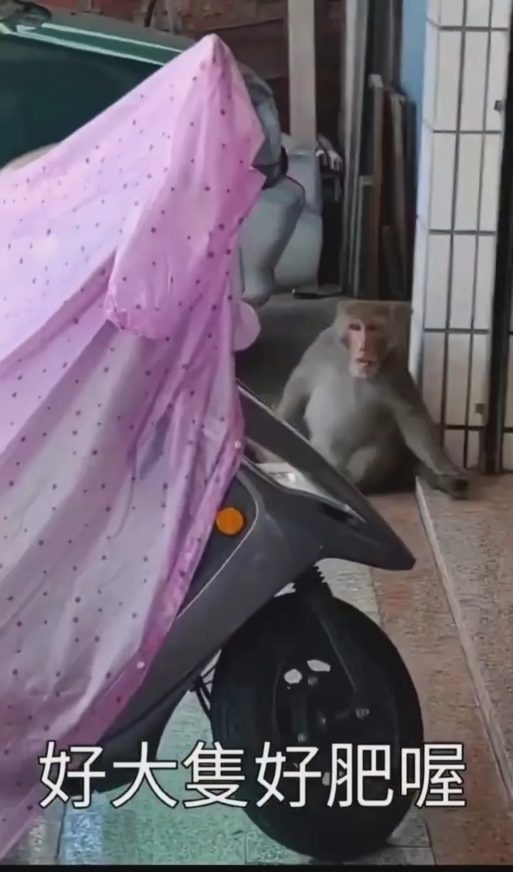 男子邊拿手機拍攝，邊取笑猴子好肥。翻攝自記者爆料網