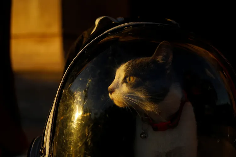墨西哥寵物飼主17日「聖安東尼瞻禮日」帶著寵物上教堂，接受祝福。路透社