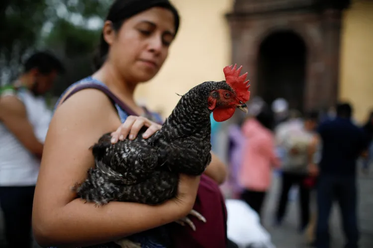 墨西哥寵物飼主17日「聖安東尼瞻禮日」帶著寵物上教堂，接受祝福。路透社