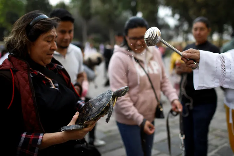 墨西哥一名寵物飼主17日「聖安東尼瞻禮日」帶著烏龜上教堂，接受祝福。路透社