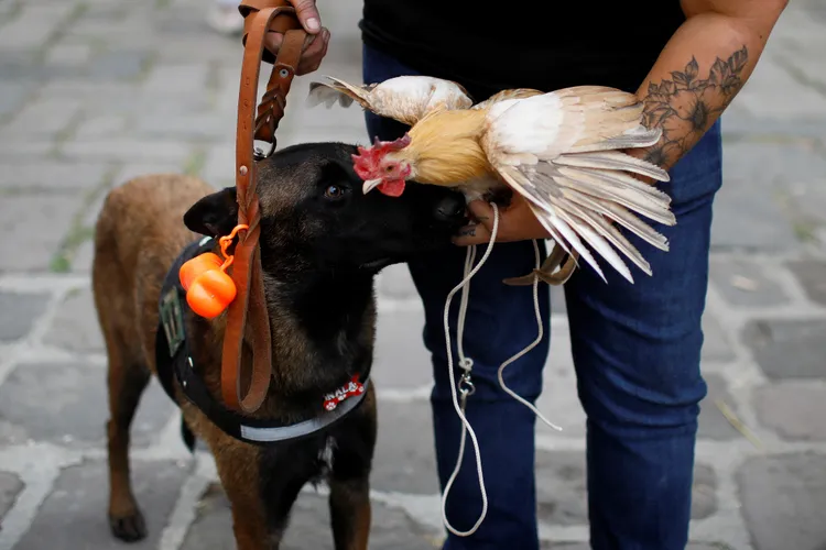墨西哥寵物飼主17日「聖安東尼瞻禮日」帶著寵物上教堂，接受祝福。路透社