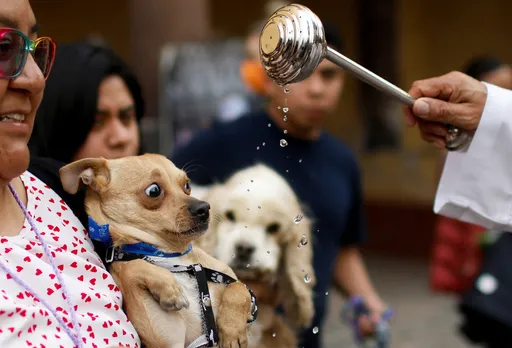 神父賜福牠驚呆！教堂雞飛狗跳、貓鼠一窩　求聖安東尼保庇