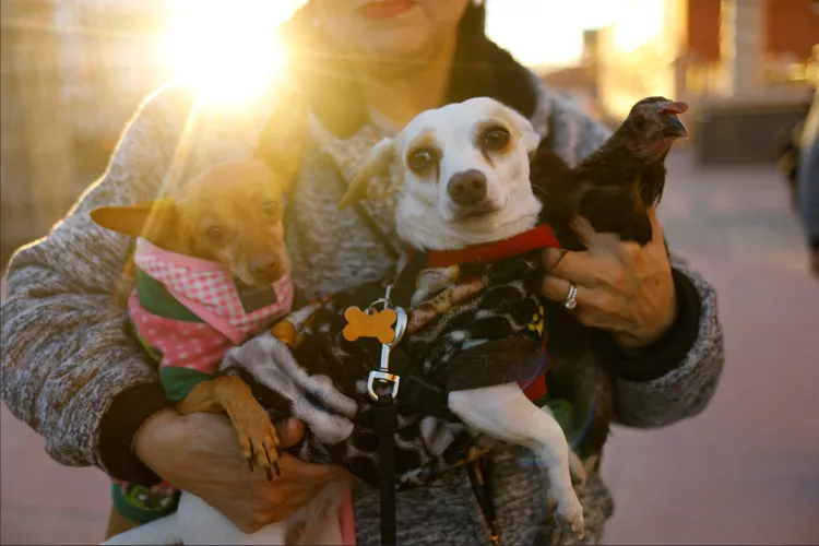 墨西哥寵物飼主17日「聖安東尼瞻禮日」帶著寵物上教堂，接受祝福。路透社