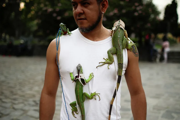 墨西哥一名寵物飼主17日「聖安東尼瞻禮日」帶著變色龍上教堂，接受祝福。路透社