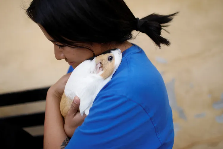 墨西哥一名寵物飼主17日「聖安東尼瞻禮日」帶著天竺鼠上教堂，接受祝福。路透社