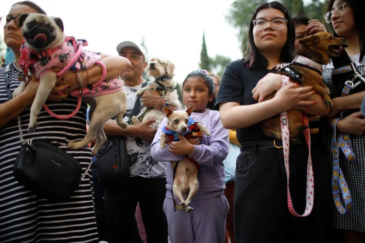 墨西哥寵物飼主17日「聖安東尼瞻禮日」帶著寵物上教堂，接受祝福。路透社