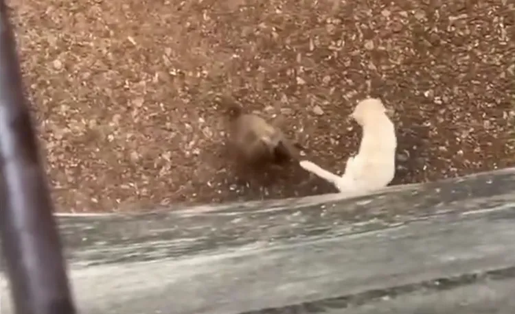 昆明動物園猴子猛拉貓尾巴。翻攝央廣網