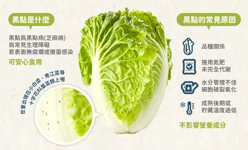 天冷吃火锅！大白菜有黑点　农粮署：常见的生理障碍