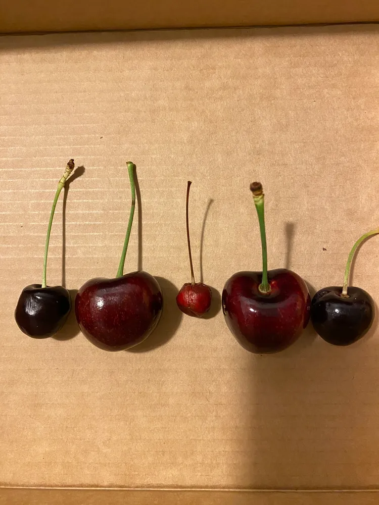 網友笑稱是櫻桃三代同堂，還有人以為有一顆以為是櫻桃核。翻攝自「Costco好市多 商品經驗老實說」