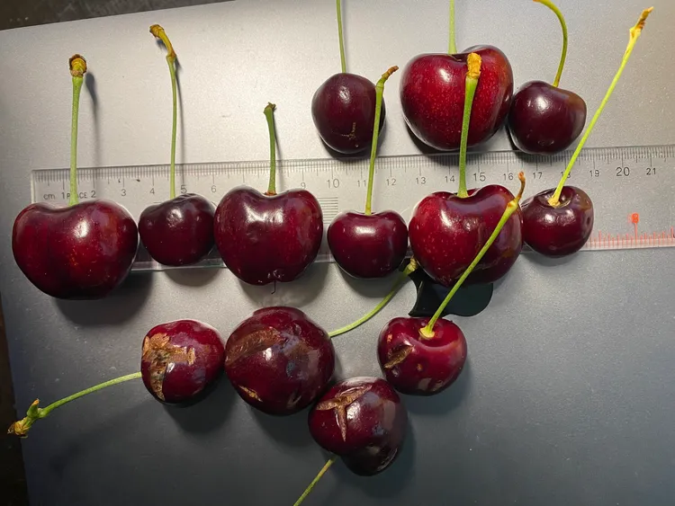 民眾質疑品質不一。翻攝自「Costco好市多 商品經驗老實說」