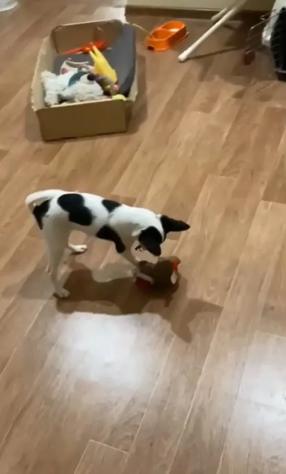 小狗就是精力充沛，對事物都很有新鮮感。IG @cats_dog_earth 提供