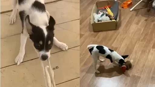 汪星人就愛叼著玩偶轉圈圈 自得其樂頭不暈