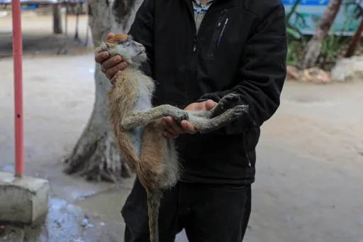 悲傷瘦皮猴!戰火下挨餓的不只人 牠餓到食物在前也沒力吃