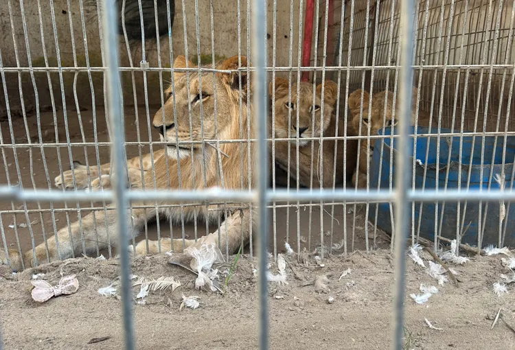 拉法動物園中的獅子只能偶爾吃泡了水的乾麵包。路透社