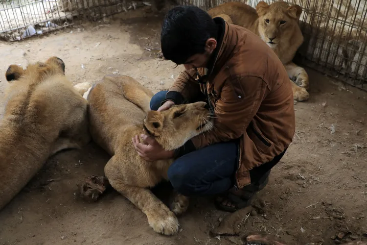 拉法動物園的獅子。新華社