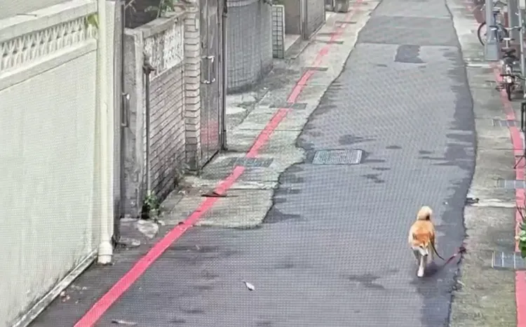 警方調閱監視器追蹤柴犬身影。翻攝畫面
