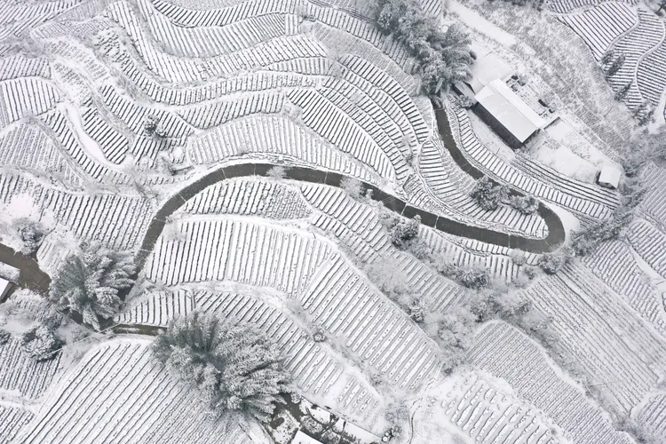 湖北省宣恩縣境內的茶園梯田22日被白雪覆蓋。新華社