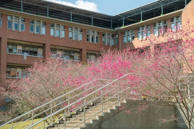 暨南大學校園也種植許多櫻花，成為賞櫻勝地。暨南大學提供