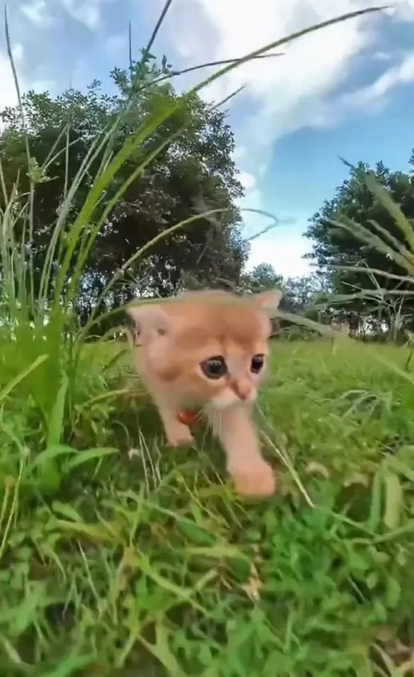 小貓咪的視野，喵星人探索世界。IG @the.worldofdogsandcats 提供