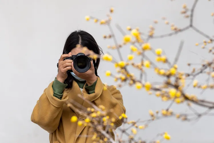 本月初，遊客在江蘇南京瞻園拍攝臘梅。新華社